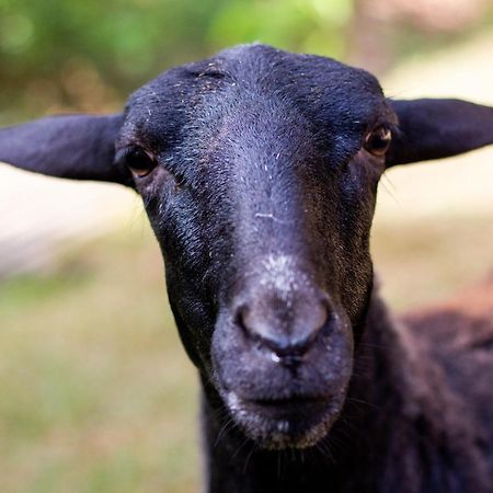 Polo Hotel Fazenda Indaiatuba Dış mekan fotoğraf