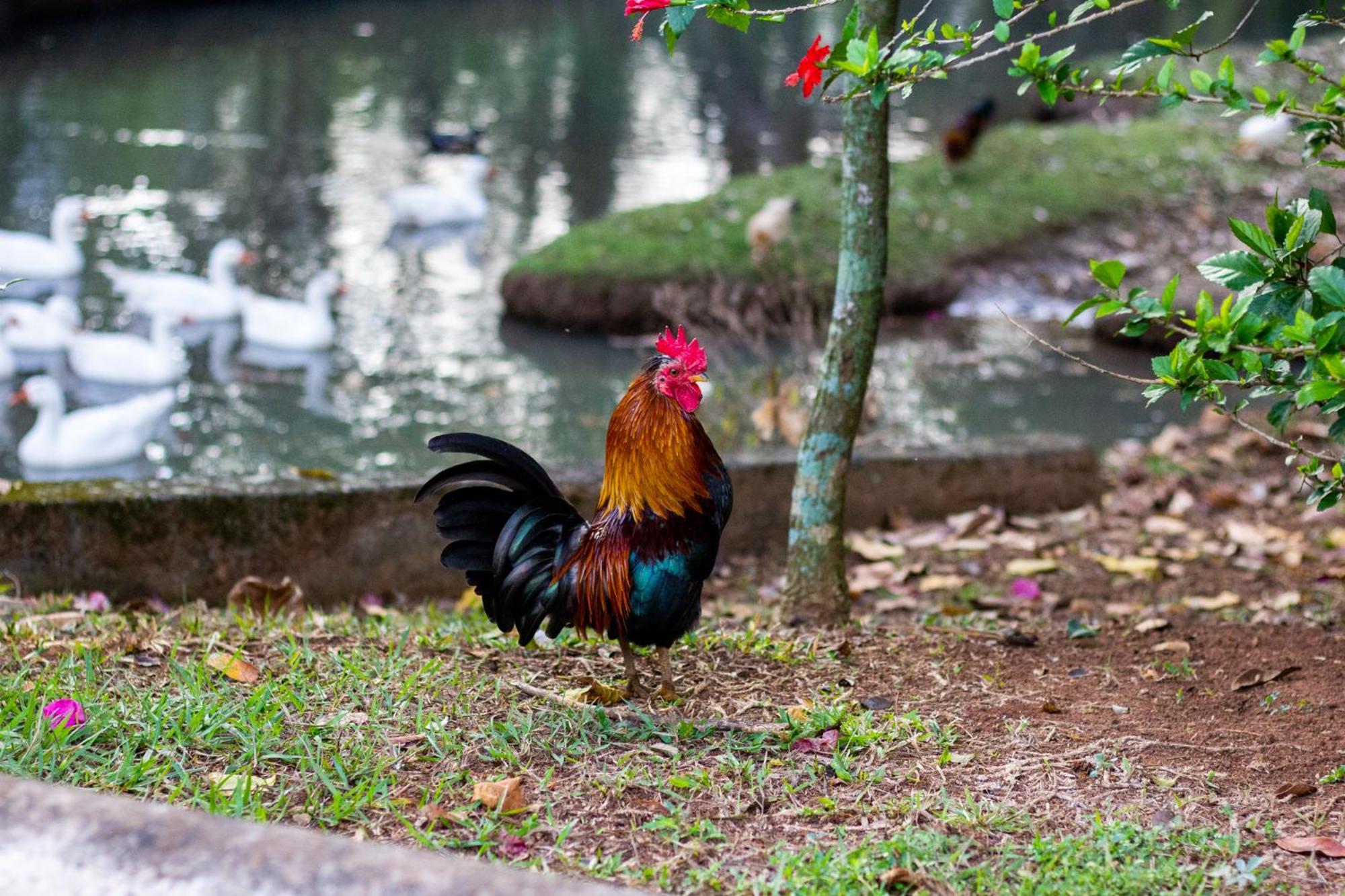 Polo Hotel Fazenda Indaiatuba Dış mekan fotoğraf